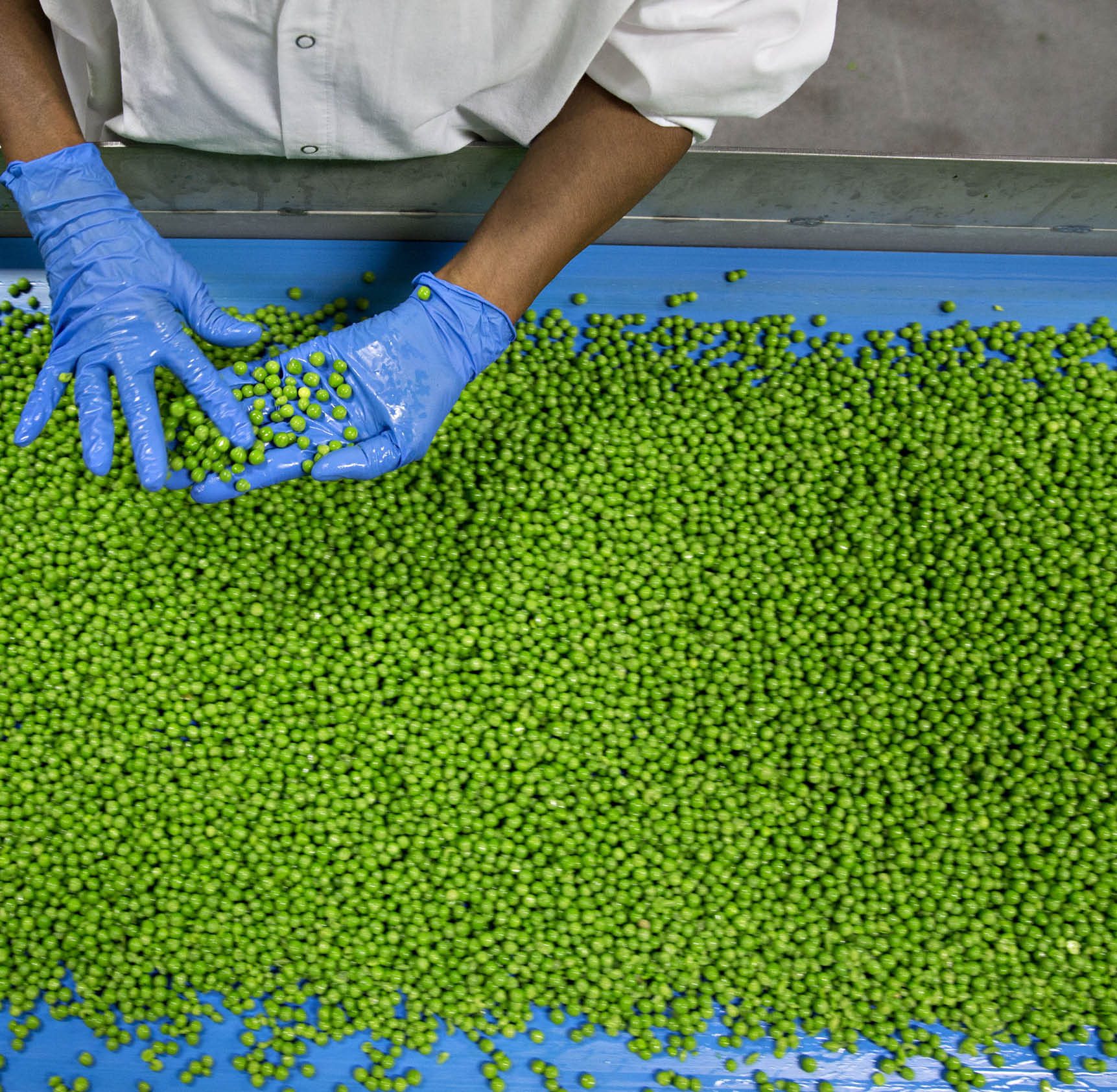 A worker inspects fresh peas at a facility in U.S. Photographer: Daniel Acker/Bloomberg